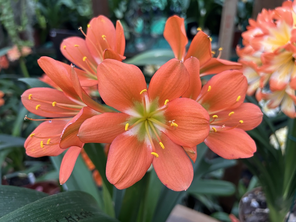 Utopia Clivias
